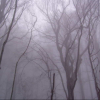 туман в горном лесу (t= +9)