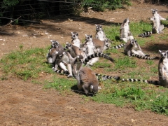 Safari Ramat-Gan 2