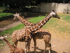 Safari Ramat-Gan 2