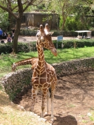 Safari Ramat-Gan 2
