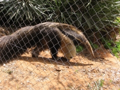 Safari Ramat-Gan 2