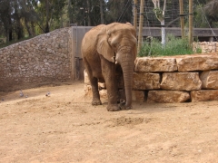 Safari Ramat-Gan 2