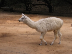 Safari Ramat-Gan 2