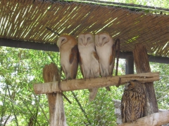 Safari Ramat-Gan 2