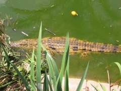 Safari Ramat-Gan 2