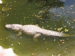 Safari Ramat-Gan 2
