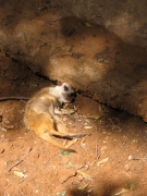 Safari Ramat-Gan 2