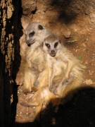Safari Ramat-Gan 2
