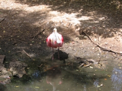 Safari Ramat-Gan 2