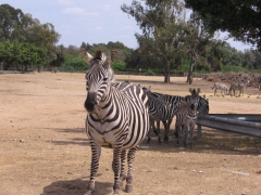 Safari Ramat-Gan 2