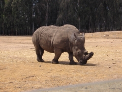 Safari Ramat-Gan 2