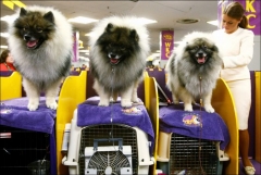 Конкурс собак Westminster Kennel Club Dog Show