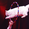 Артист Влад Оландар выступает с дрессированными кошками в Швейцарском национальном цирке