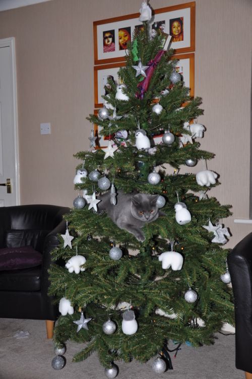 Коты любят новогодние елки