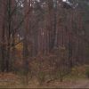 осенний лес (под Киевом)