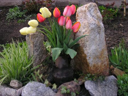 Цветы, весна 2005.