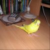 Новый попугайчик Жорик
