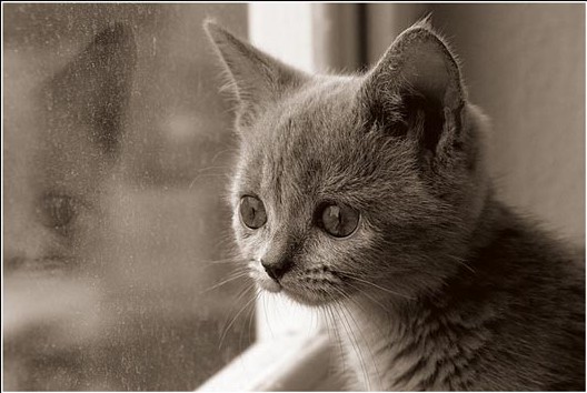 а єто киця такая класная :)