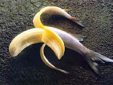 Селёдко-банан