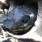 уникальная свиновидная черепаха