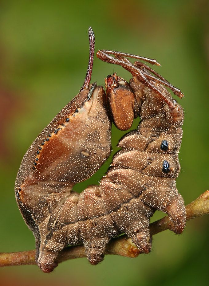Очень классные фотографии насекомых.1