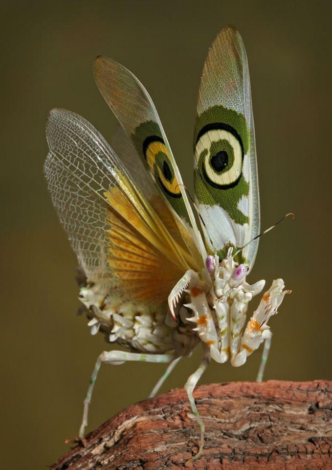 Очень классные фотографии насекомых.1
