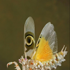 Очень классные фотографии насекомых