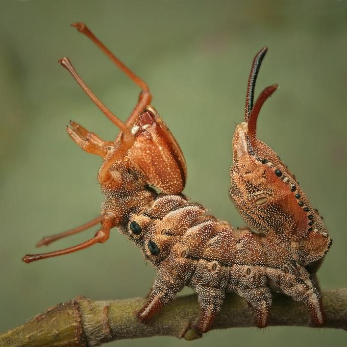 Очень классные фотографии насекомых.2