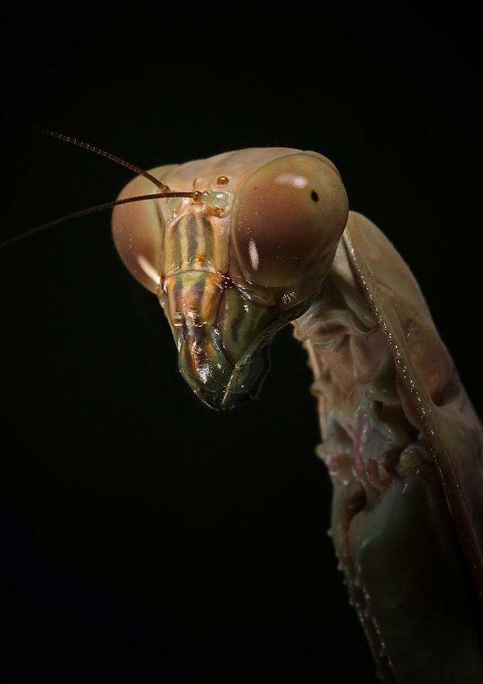 Очень классные фотографии насекомых.2