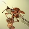 Очень классные фотографии насекомых