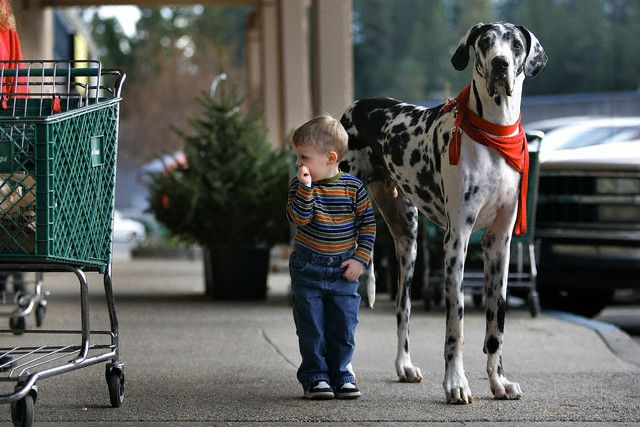 Самая рослая собака в мире