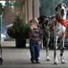 Самая рослая собака в мире