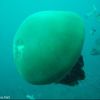Водный мир Гигантска медуза Южно-Китайское море 2005 г