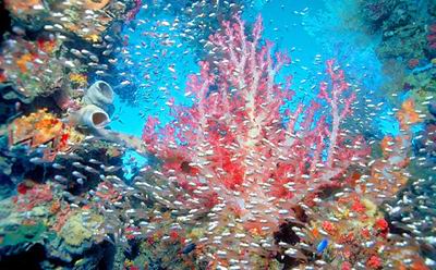 Коралловые сады