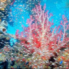 Коралловые сады феерверк цвета