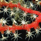 Коралловые сады Ожерелье из кораллов