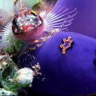 Коралловые сады Подводный карнавал