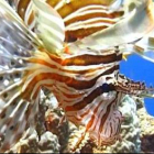 Коралловые сады Морские бабочки