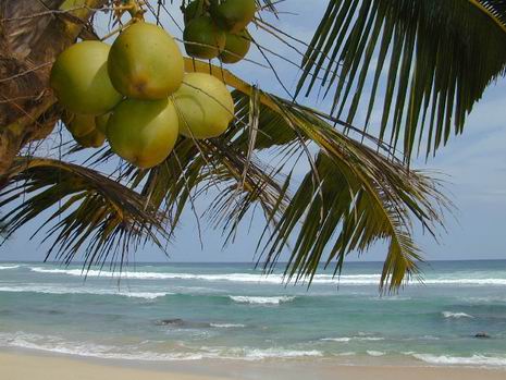 Потерянный Рай (Шри-Ланка) Кокосы
