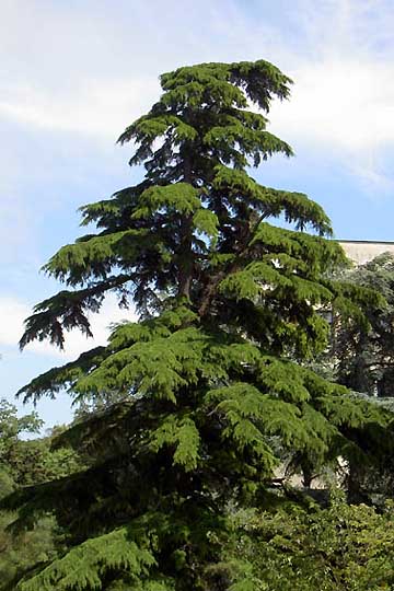 Никитский Ботанический сад (Ялта) Ливанский кедр