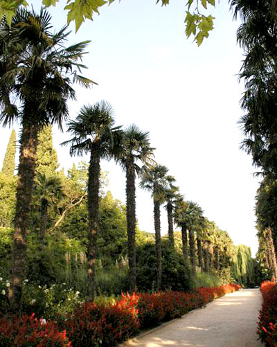 Никитский Ботанический сад (Ялта) Пальмовая аллея
