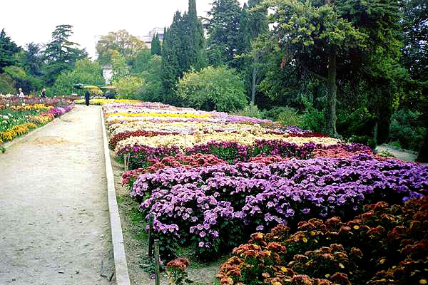 Никитский Ботанический сад (Ялта) Бал хризантем