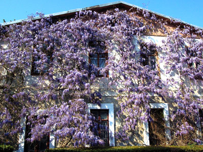 Никитский Ботанический сад (Ялта) Цветущая глициния