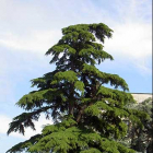 Никитский Ботанический сад (Ялта) Ливанский кедр