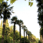 Никитский Ботанический сад (Ялта) Пальмовая аллея