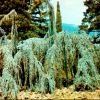 Никитский Ботанический сад (Ялта) Плакучий кедр