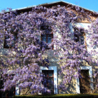 Никитский Ботанический сад (Ялта) Цветущая глициния