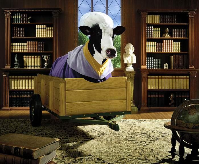 Тайная жизнь коров