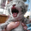 Зевающие коты. Лучшие фото