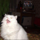 Зевающие коты. Лучшие фото